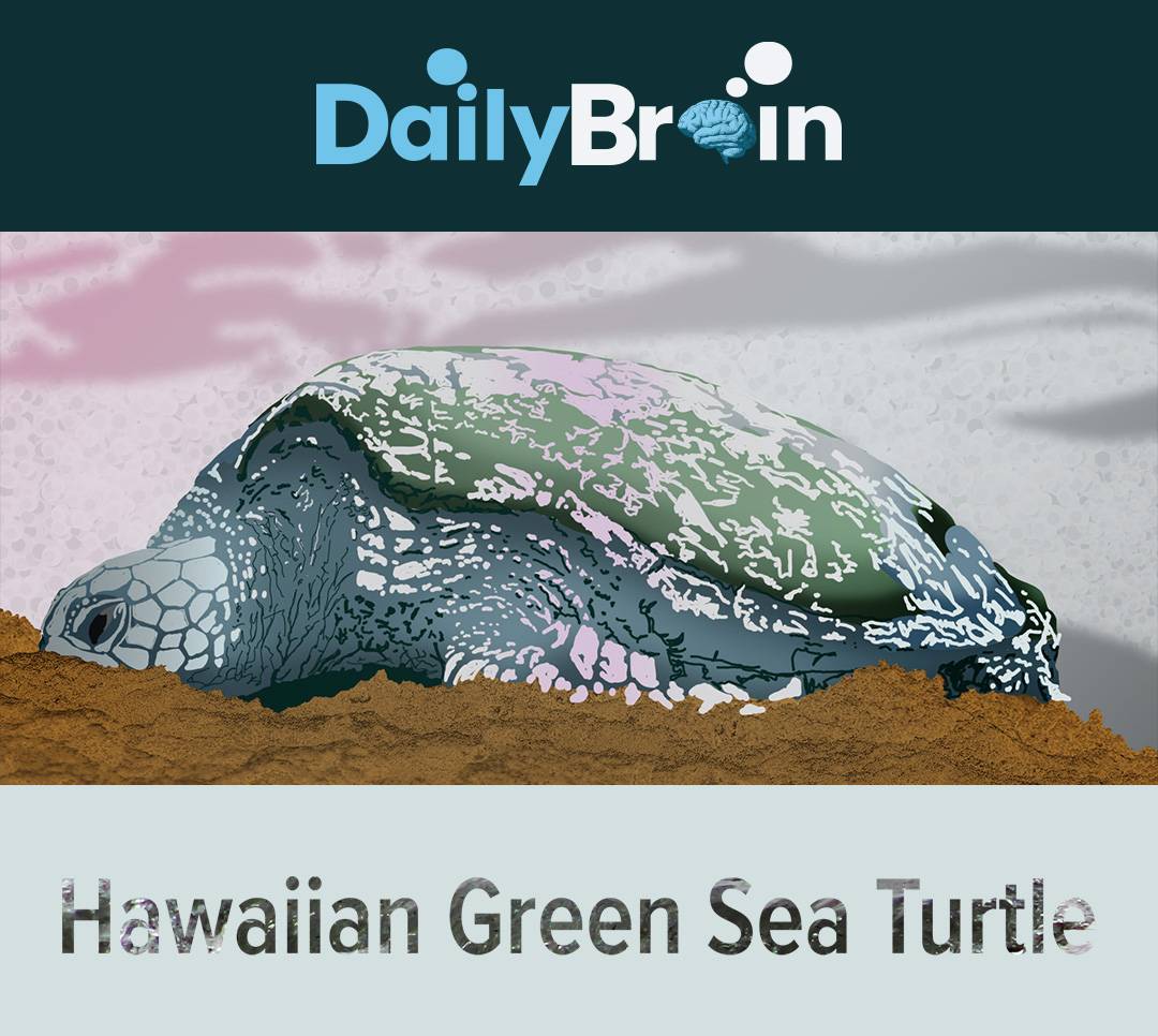 hawaiian-tortoise